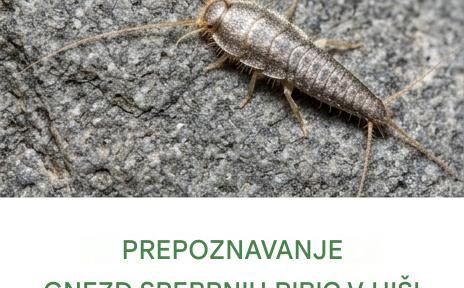Te majhne srebrne žuželke vam pošiljajo sporočilo: tukaj je opisano, kako ga dešifrirati in ukrepati