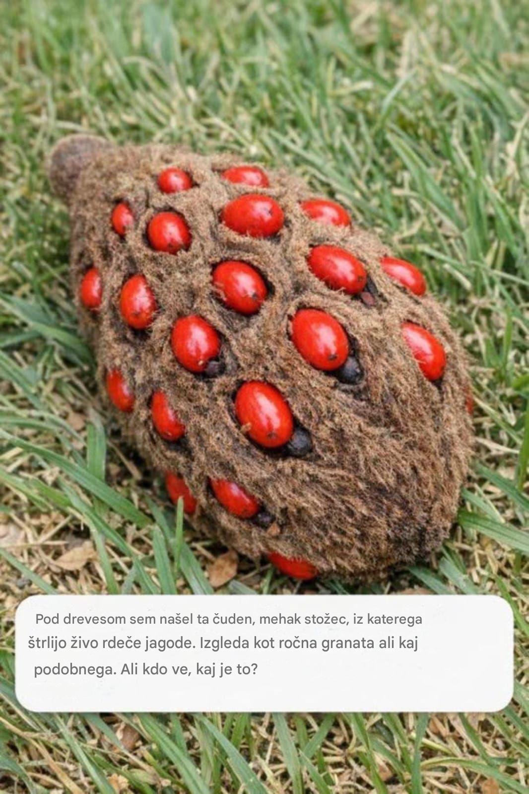 Pod drevesom sem našel ta čuden, mehak storž, iz katerega štrlijo živo rdeče jagode. Izgleda kot ročna granata ali kaj podobnega. Ali kdo ve, kaj je to?