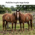 Čigava je glava tega konja?