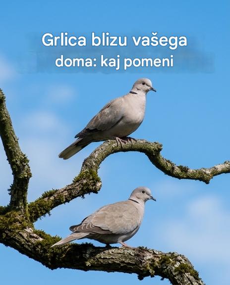 Golob v bližini vašega doma: duhovni pomen in razlogi za njegovo prisotnost