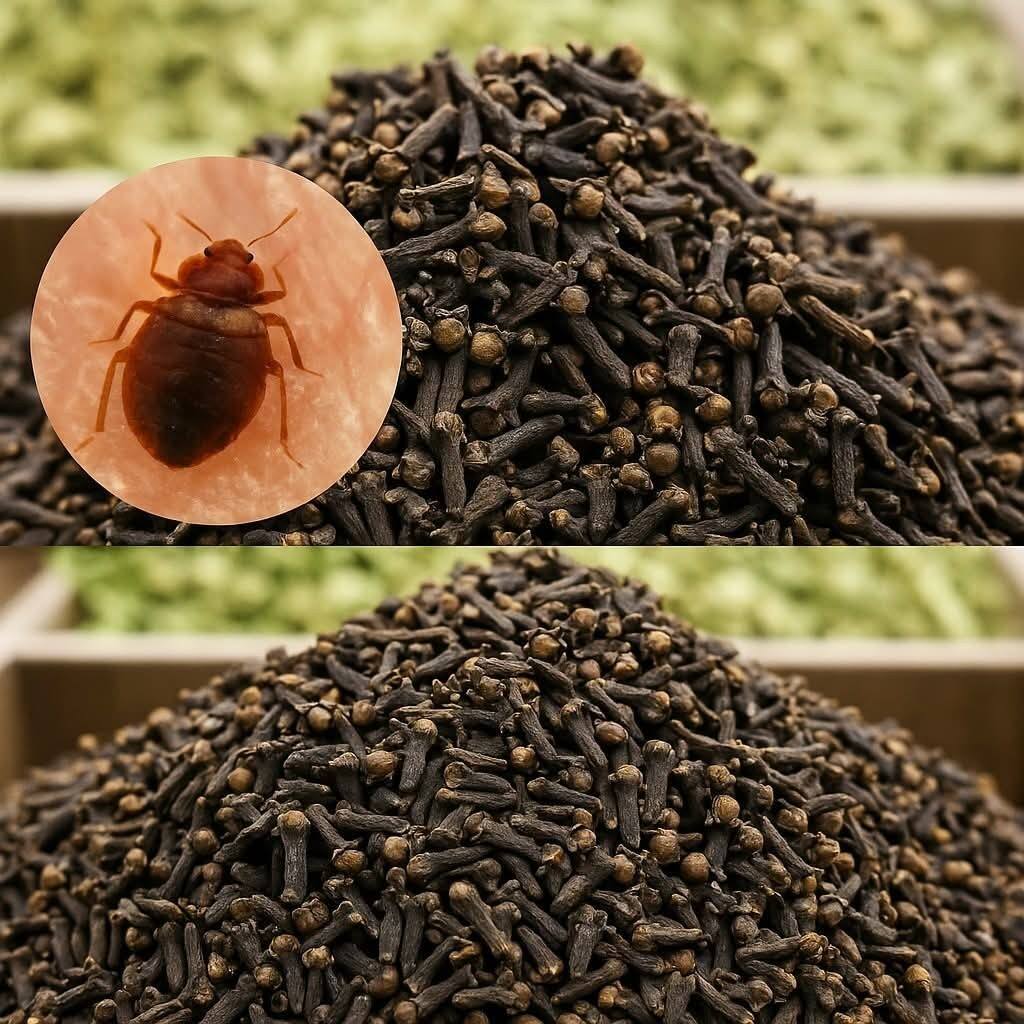 Klopi sovražijo ta vonj: stane le nekaj centov, a nudi stokrat večjo zaščito kot komercialno dostopni spreji.