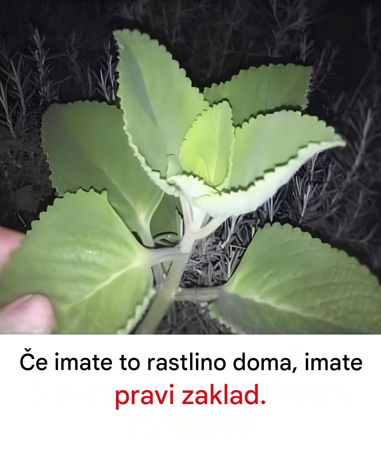 Origano: neodkrit zaklad z izjemnimi zdravstvenimi koristmi