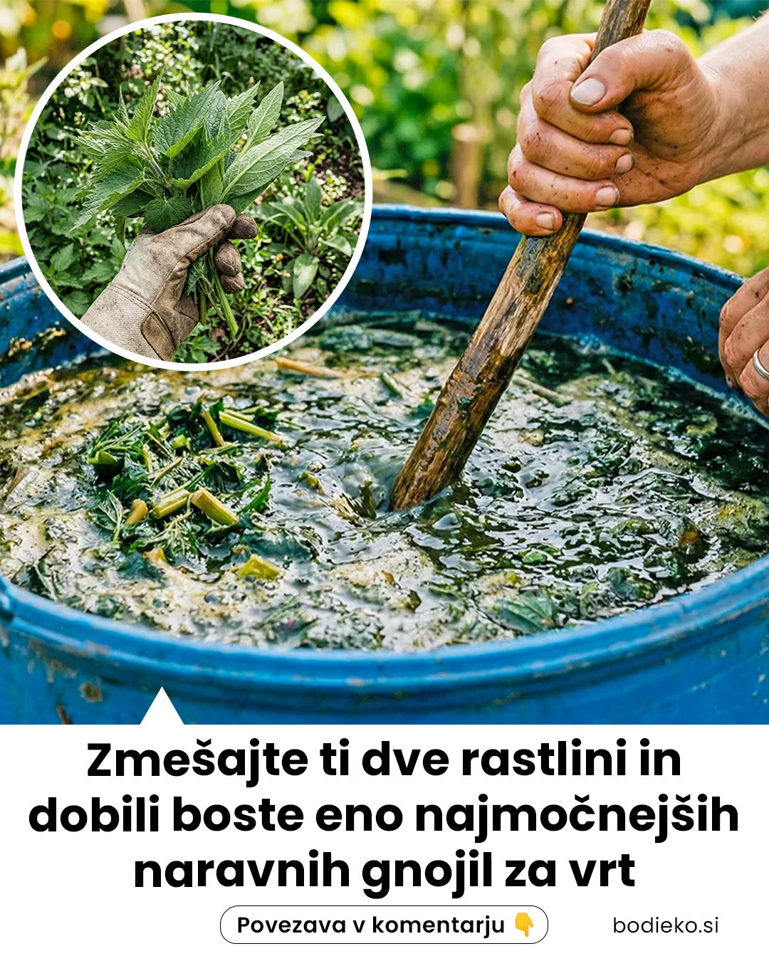 Zmešajte ti dve rastlini in dobili boste eno najmočnejših naravnih gnojil za vrt