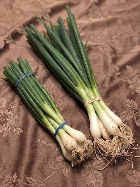 Razlika med mlado čebulo, mlado čebulo, mlado čebulo in drobnjakom, pojasnjena