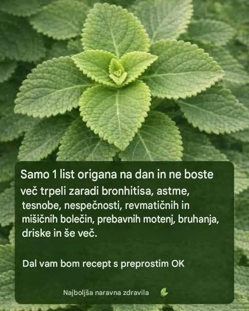 Zdravilo iz listov origana za zdravje