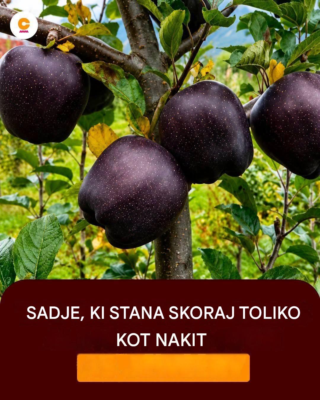 Kaj je črno diamantno jabolko, najdražje in najredkejše jabolko na svetu?