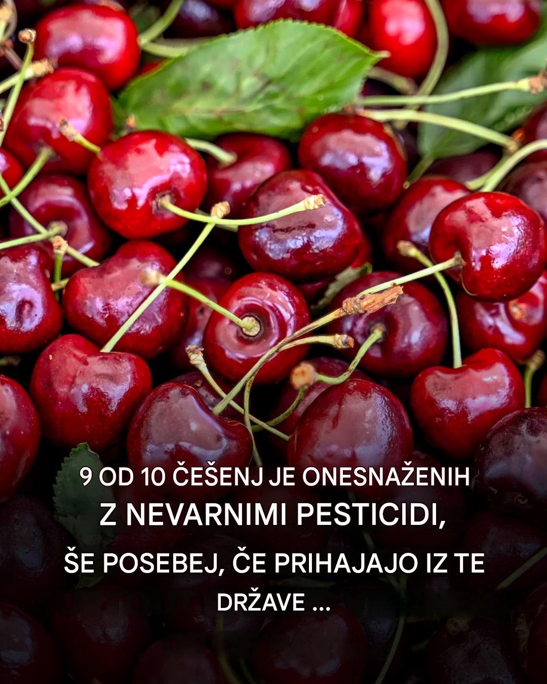 Češnje pod nadzorom: poletni užitek, omadeževan zaradi prisotnosti strupenih snovi