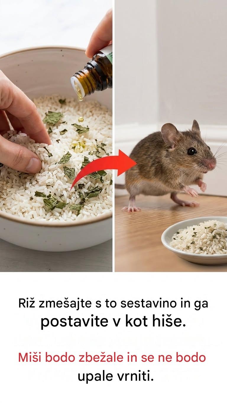 Naravno odganjanje miši: učinkovita metoda z uporabo praženega riža in cementa