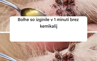 Bolhe so izginile v 1 minuti brez kemikalij