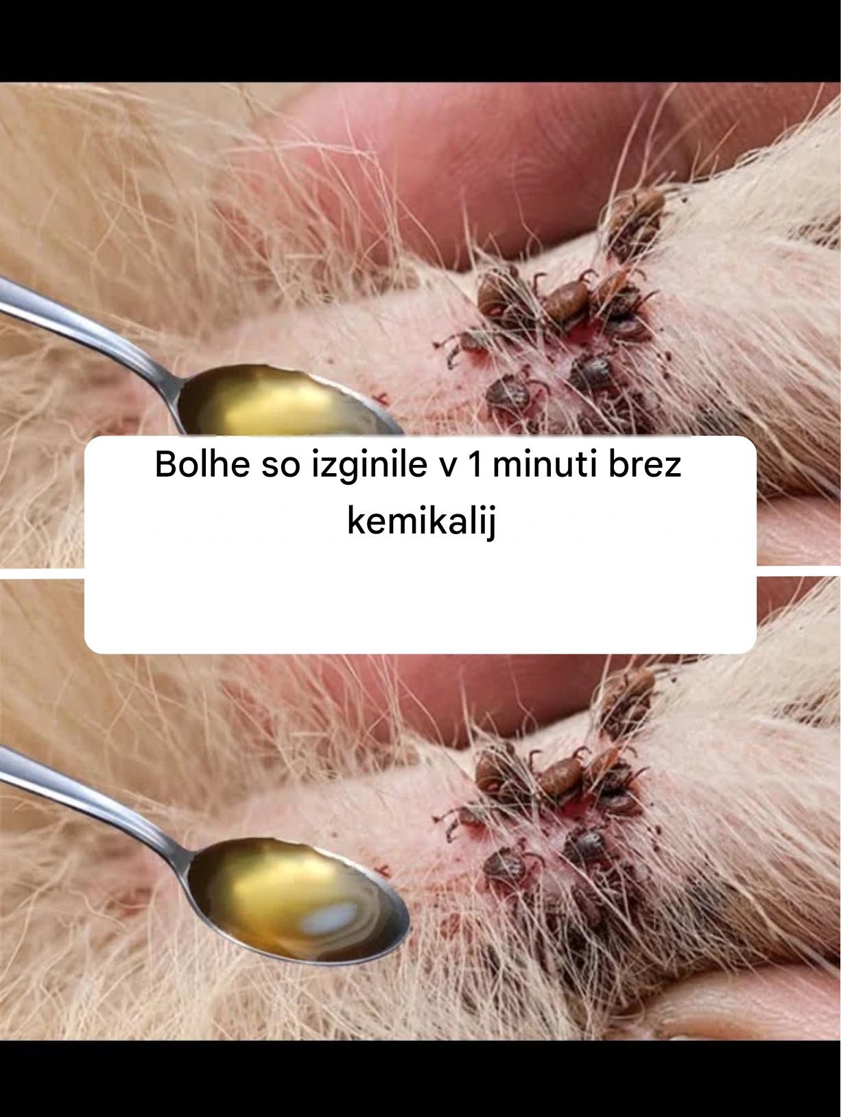 Bolhe so izginile v 1 minuti brez kemikalij