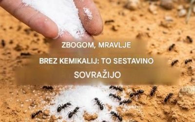 Mravlje tega ne prenesejo! Uporabite to, da jih za vedno odženete.
