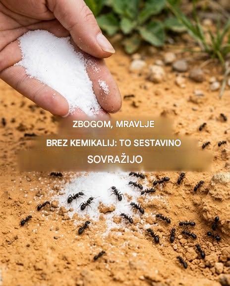 Mravlje tega ne prenesejo! Uporabite to, da jih za vedno odženete.