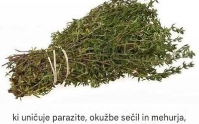 Najmočnejše zelišče, ki uničuje parazite in podpira zdravje sečil: Moč origanovega olja