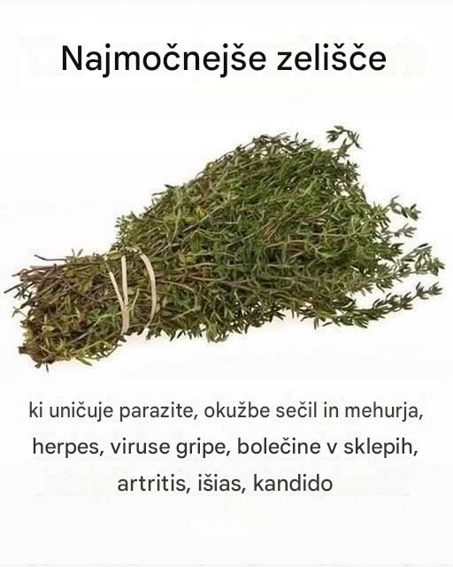 Najmočnejše zelišče, ki uničuje parazite in podpira zdravje sečil: Moč origanovega olja