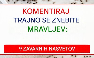 Kako se trajno znebiti mravelj brez uporabe kemičnih pesticidov