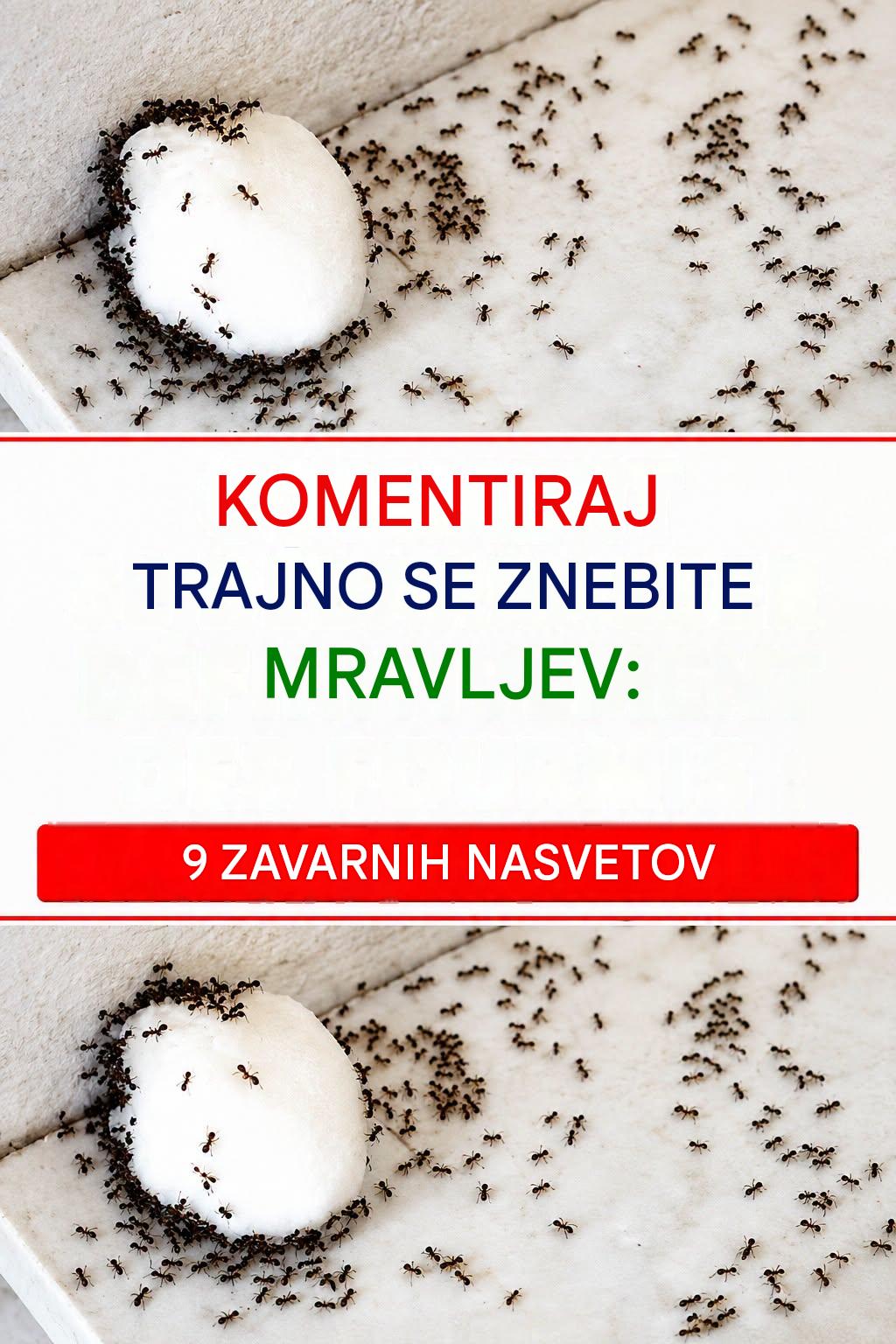 Kako se trajno znebiti mravelj brez uporabe kemičnih pesticidov